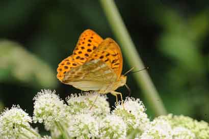 Schmetterling